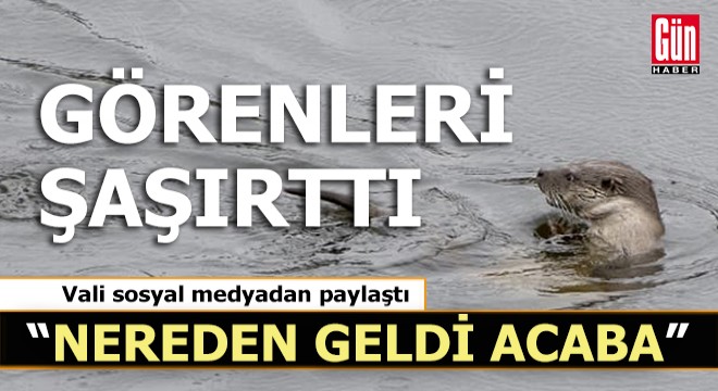 Görenleri şaşırttı