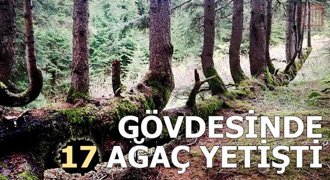 Gövdesinden 17 ağaç yetişen 300 yıllık ladin, şaşırtıyor