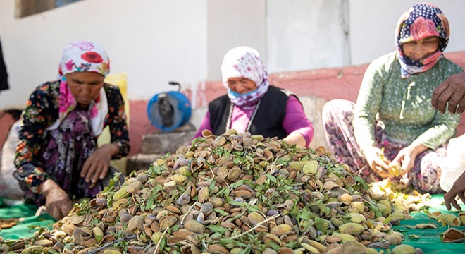 Gülnarlı üreticiye badem soyma makinesi