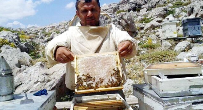 Gündoğmuş'ta bal hasadı başladı