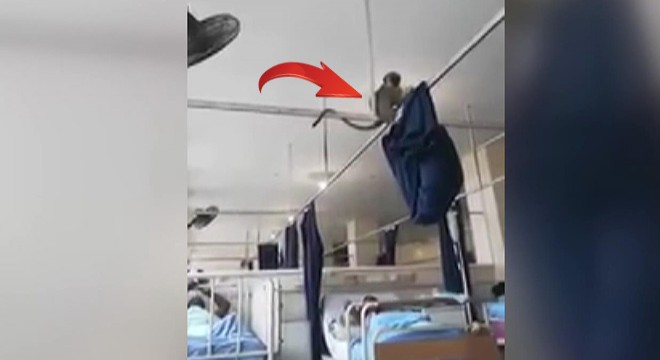 Güney Afrika'da hastaneyi maymunlar bastı