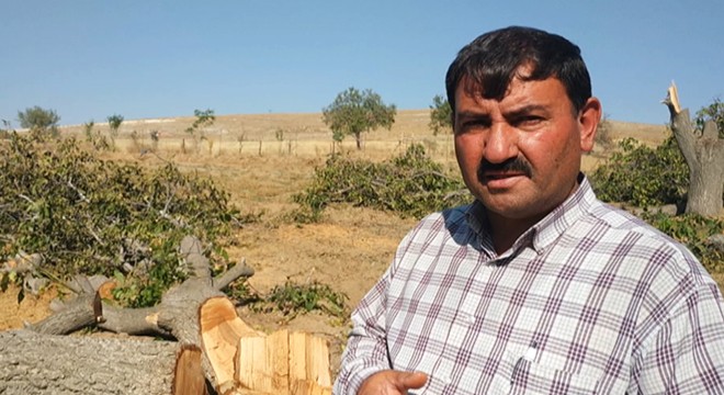 Gurbetçinin bahçesindeki 40 yıllık iki ceviz ağacı kesildi