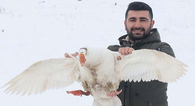 Güroymaklı kaz üreticileri, Kars'a rakip olmayı hedefliyor