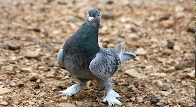Güvercin 'Joe', dünyada 'Türk taklacı güvercini' olarak biliniyor