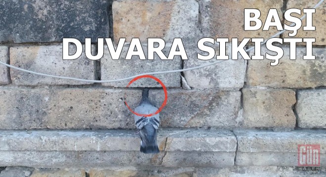 Güvercin kervansarayın duvarında mahsur kaldı