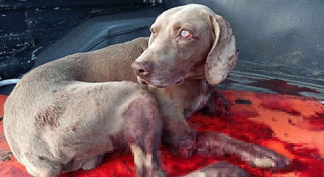 Güvercinlerine saldıran köpeğini öldürdü