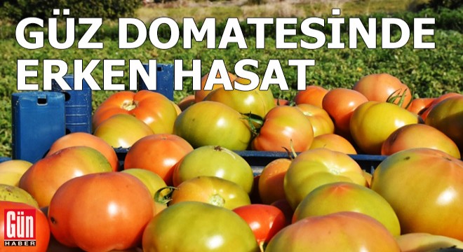 Güz domatesinde hasat erken başladı