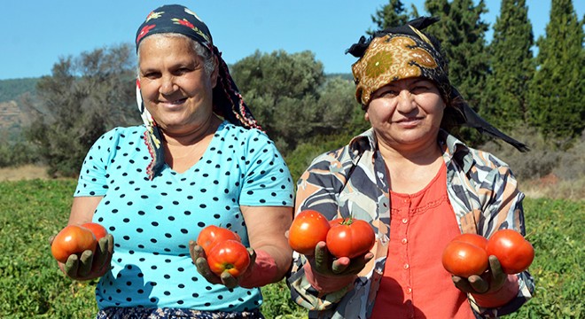 Güz domatesi üreticisi ilk kez bu yıl zarar etti