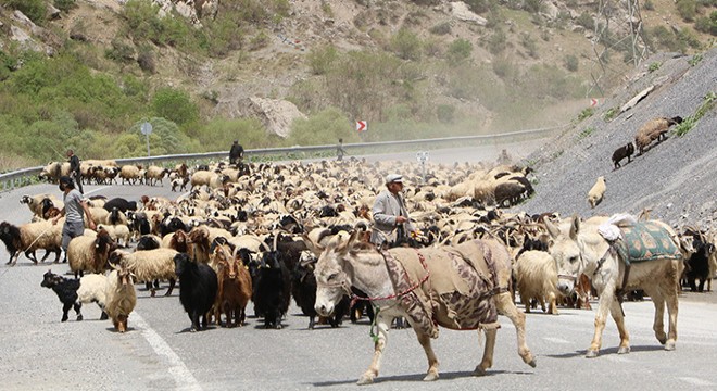 Hakkari'de yayla göçü
