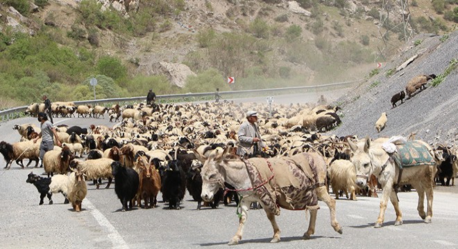 Hakkari de yayla göçü