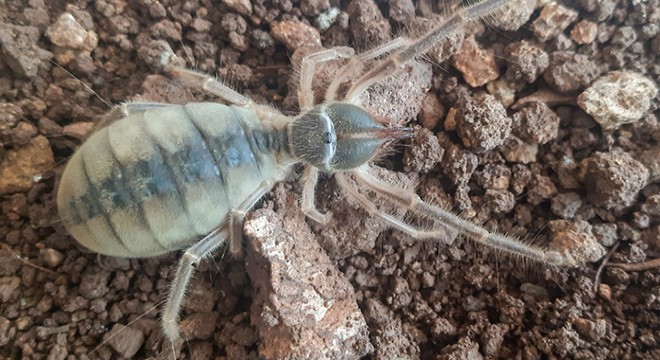 Hakkari de yeni böğü türü keşfedildi