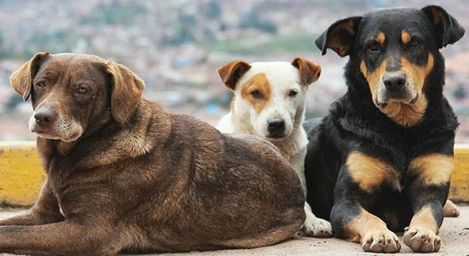 Halilcan sokak köpeklerinden kaçarken kazada öldü