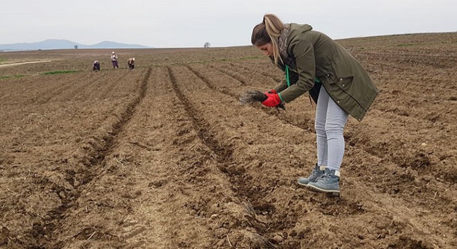 Halk eğitim kursunda öğrendi, tarlasına lavanta ekti