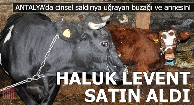 Haluk Levent, cinsel saldırıya uğrayan buzağı ve annesini satın aldı