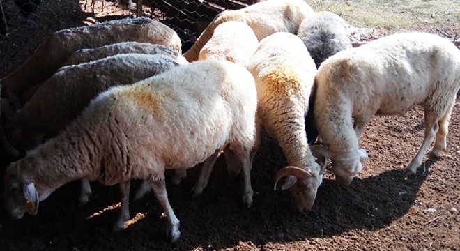 Hameş ve hayvan hırsızları yakalandı
