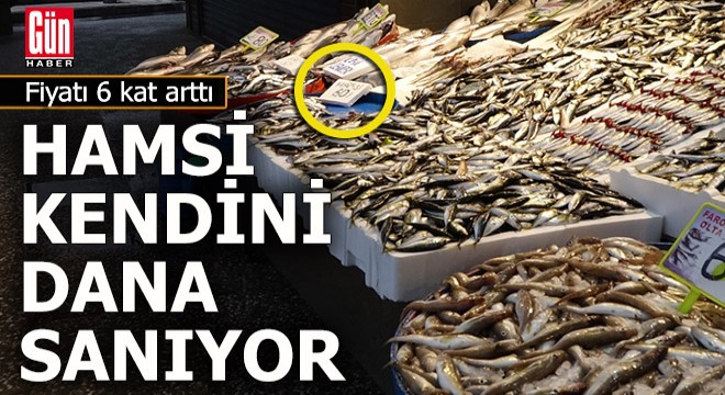 Hamsi kendini dana sanıyor, fiyatı uçtu...