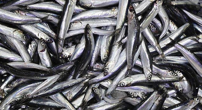 Hamsinin fiyatı, denizden tezgaha gelene kadar 3'e katlanıyor