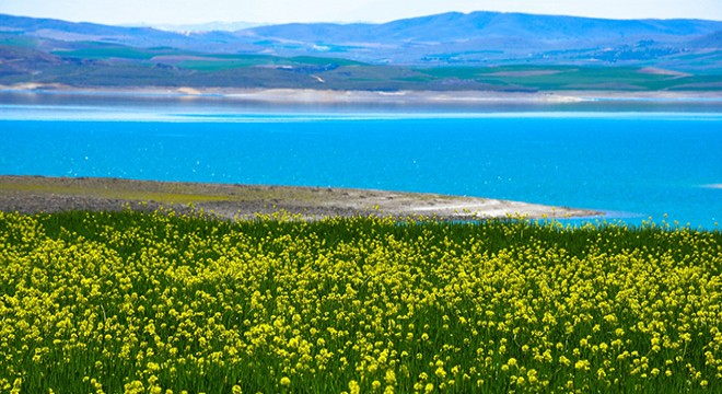Hardal çiçekleri, Tunceli’yi sarıya boyadı