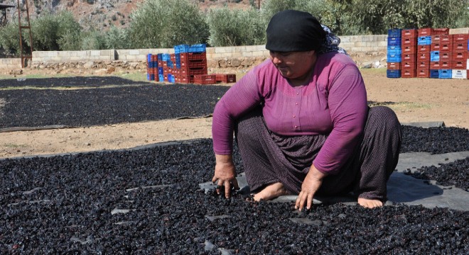 Hasadı yapılan 'Antep karası' üzüm kurutuluyor