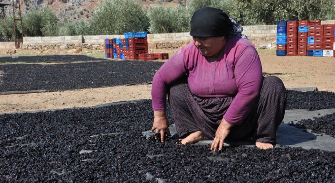 Hasadı yapılan  Antep karası  üzüm kurutuluyor