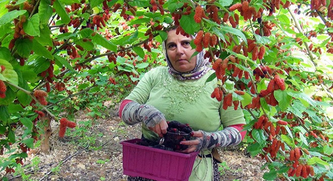 Hasadı yapılan dutun kilosu 50 den alıcı buluyor