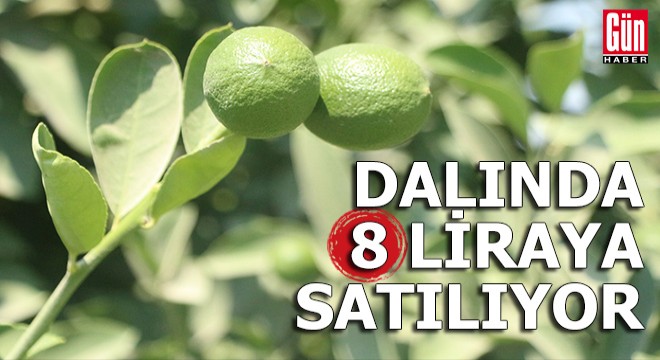 Hasadına hazırlanılan limon dalında 8 liraya satılıyor