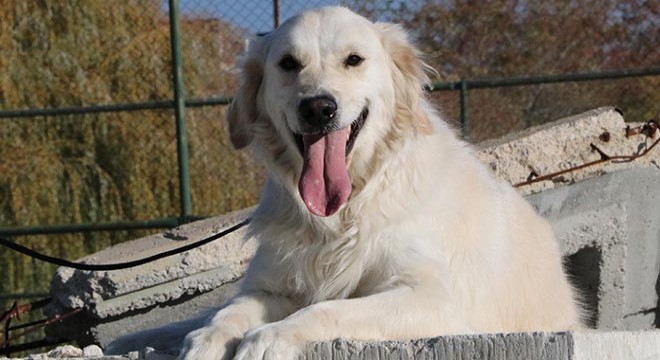 Hassas burun 'Poyraz', bir yılda 4 kişiyi kurtardı