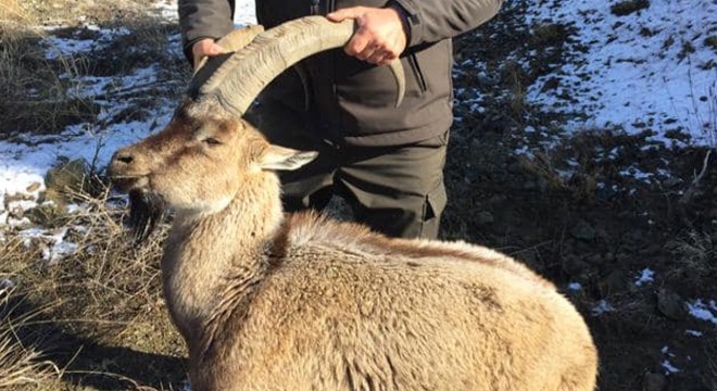 Hasta yaban keçisi ve kızıl şahin tedaviye alındı