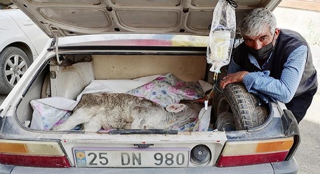 Hastalanan buzağısını otomobilin bagajında veterinere götürdü