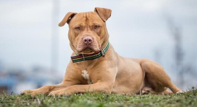 Hatay'da 'pitbull' dehşeti kamerada