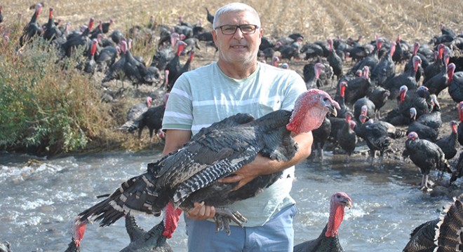 Hatay'da, yılbaşı öncesi hindiler satışta