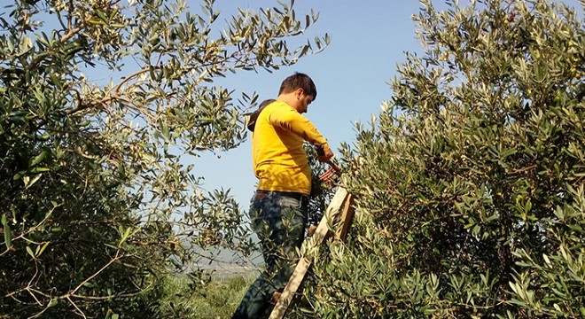 Hatay'da zeytin ağaçlarında 'kurt' zararı