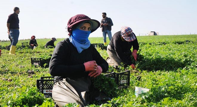 Hatay da maydanoz hasadı başladı