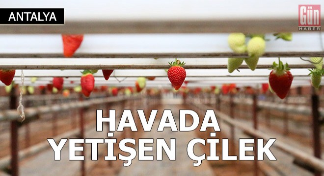 Havada yetişen çilek, birbirine temas etmeden sofralara ulaşıyor