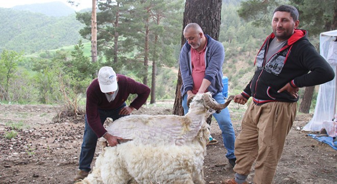 Havalar ısındı, koçların kırkımı başladı
