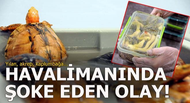 Havalimanında şoke eden olay! Yılan, akrep, kaplumbağa...