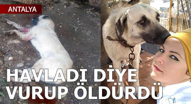 Havlamasına kızdığı 'Duman'ı av tüfeğiyle vurdu