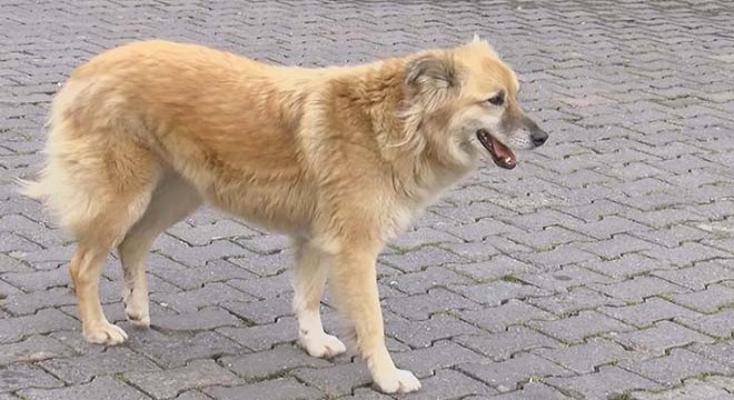 Havlayan köpeğe çarpıp kaçtı