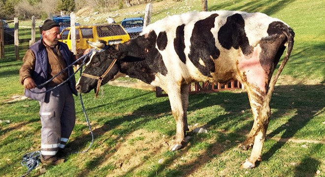 Havuza düşen ineği itfaiye kurtardı