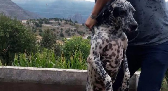 Havuza düşen köpek kurtarıldı