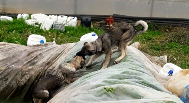 Havuza düşen köpeği, kardeşinin kurtarma çabası kamerada