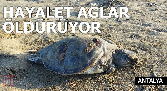 Hayalet ağlar caretta carettaları öldürüyor