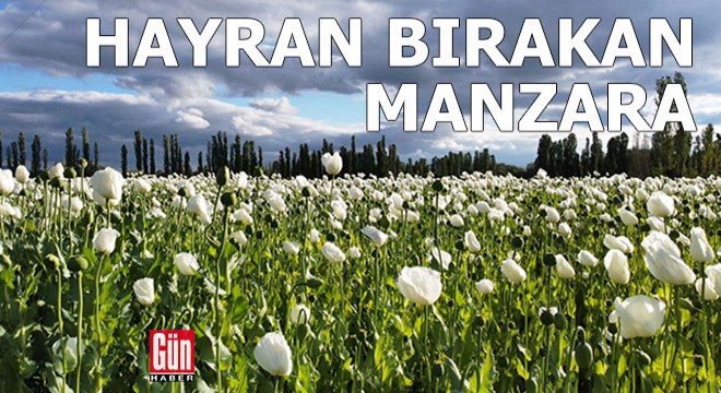 Hayran bırakan manzara