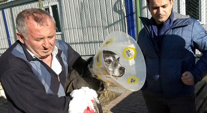 Hayvan barınağında pitbull dehşeti
