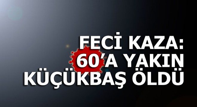 Hayvan yüklü TIR devrildi, 60'a yakın küçükbaş öldü