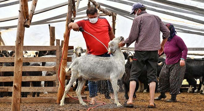 Hayvan üreticilerine destek sürüyor