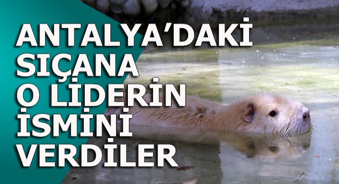 Hayvanat bahçesinin gözdesi...
