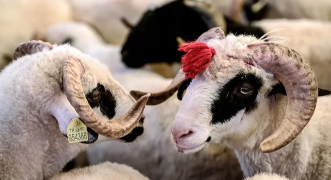 Hayvancılıkta garantili dönem başladı