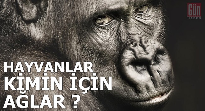 Hayvanlar kimin için ağlar ?