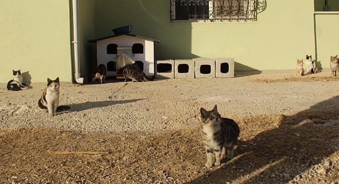 Hayvanlar üşümesin diye barınak yapıldı